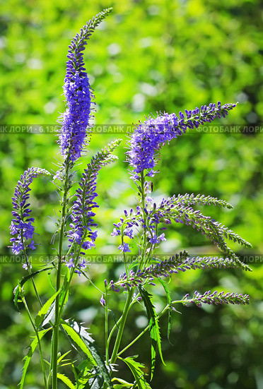 Вероника длиннолистная (Veronica longifolia) — многолетнее травянистое растение,семейства Подорожниковые (Plantaginaceae) Стоковое фото, фотограф Евгений Мухортов / Фотобанк Лори