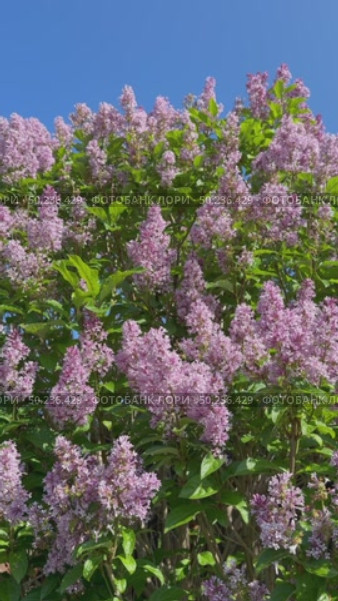 Vertical video of a flowering lilac shrub with pink inflorescences and green leaves swaying in the wind on a spring May sunny day. Natural floral background. Стоковое видео, видеограф Виктория Катьянова / Фотобанк Лори