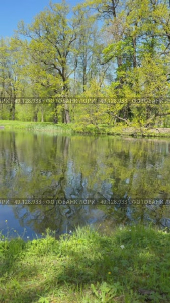 Vertical video of a spring forest park. Overgrown pond with wild flowers and lawns along the banks, fresh young foliage on the trees in a country park. Natural background. Стоковое видео, видеограф Виктория Катьянова / Фотобанк Лори