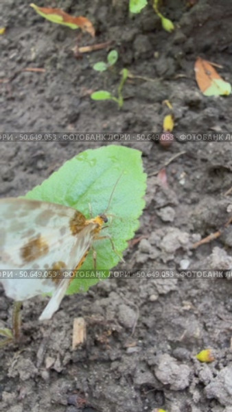Vertical video of a white butterfly with brown spots on its wings crawling on a wet green leaf in a garden bed on a rainy summer day. Close-up, top view. Стоковое видео, видеограф Виктория Катьянова / Фотобанк Лори