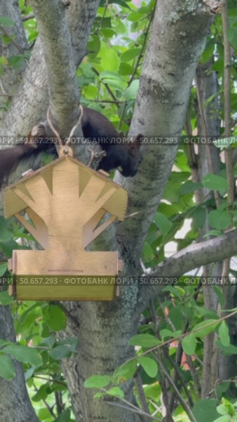 Vertical video of an eastern black squirrel (Lat. Sciurus niger) stealing bread crumbs from a bird feeder and eating them on a tree in a garden on a sunny summer day. Стоковое видео, видеограф Виктория Катьянова / Фотобанк Лори