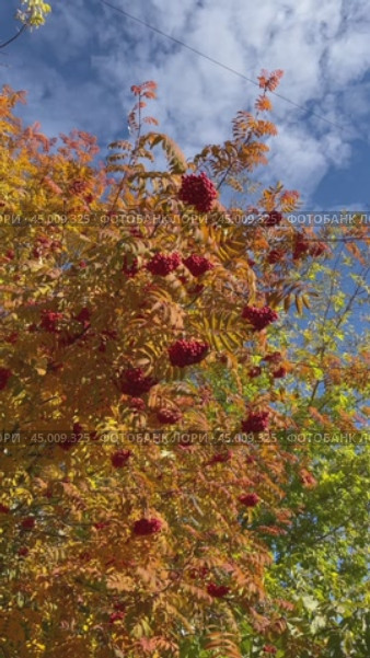 Vertical video of autumn background with rowan bush with red berries against blue sky in city park on sunny october day. Concept of changing seasons. Floral autumn background. Beautiful landscape. Редакционное видео, видеограф Виктория Катьянова / Фотобанк Лори