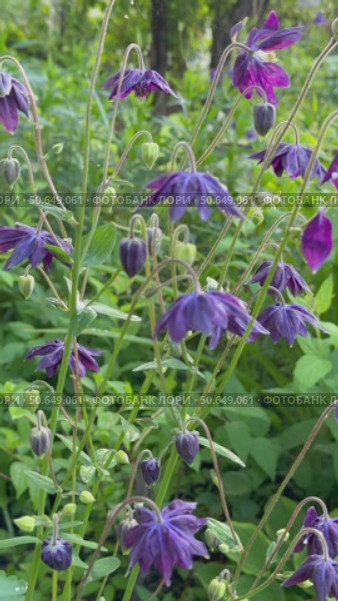 Vertical video of beautiful dark purple Aquilegia nigricans flowers on summer day in the garden (lat. Aquilegia nigricans). Close-up of perennial decorative flowers of dark Bulgarian Columbine. Стоковое видео, видеограф Виктория Катьянова / Фотобанк Лори