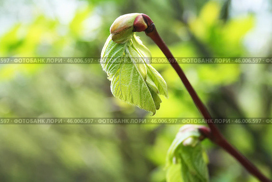 Весеннее пробуждение природы: молодые зеленые листочки крупным планом.  the new leaves on the sprig in the spring. Стоковое фото, фотограф Лариса Гордеева / Фотобанк Лори