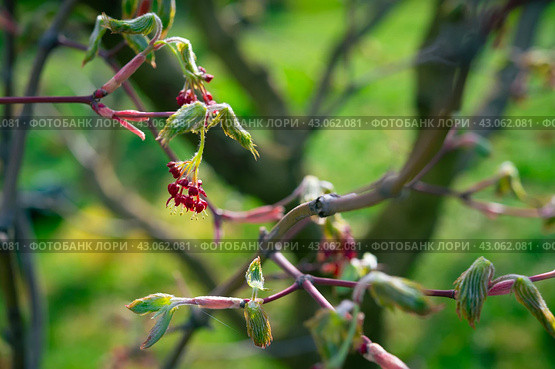 Весеннее цветение клена остролистного (Acer Palmatum) крупным планом при утреннем освещении. Красивый цветочный фон с листьями на ветвях и цветами. Стоковое фото, фотограф Дорощенко Элла / Фотобанк Лори