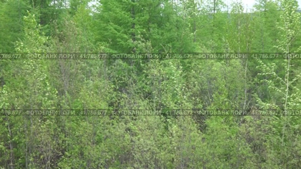 Весенняя тайга. Ветрено. Стоковое видео, видеограф Олег Хархан / Фотобанк Лори