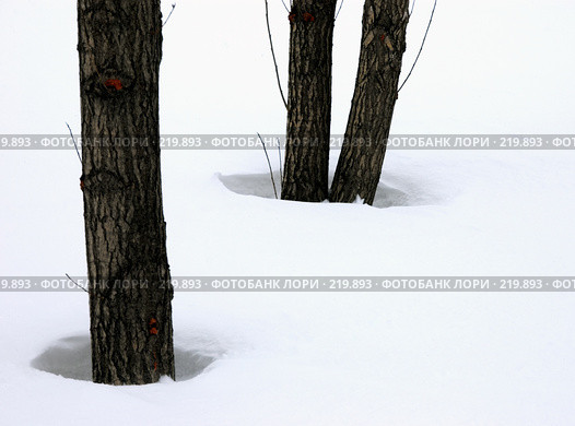 Весна. Стоковое фото, фотограф Тарков Андрей / Фотобанк Лори