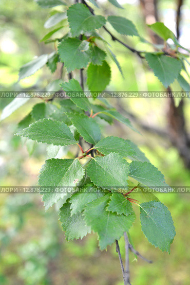 Ветка с  листьями березы субарктической (Betula subarctica N.I. Orlova) Стоковое фото, фотограф Ирина Борсученко / Фотобанк Лори