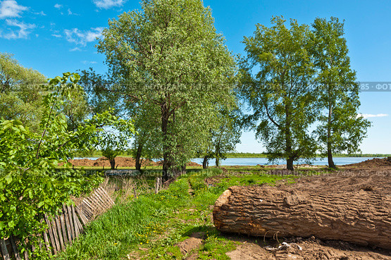 Ветлы. Стоковое фото, фотограф Владимир Федечкин / Фотобанк Лори