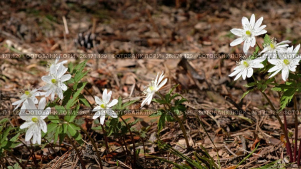 Ветреница алтайская / Anemone altaica flowers in spring siberian forest. Стоковое видео, видеограф Сергей Пристяжнюк (Serg Zastavkin) / Фотобанк Лори