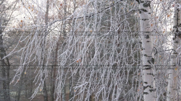 Ветви березы в изморози осенним утром. Стоковое видео, видеограф Виктор Карасев / Фотобанк Лори