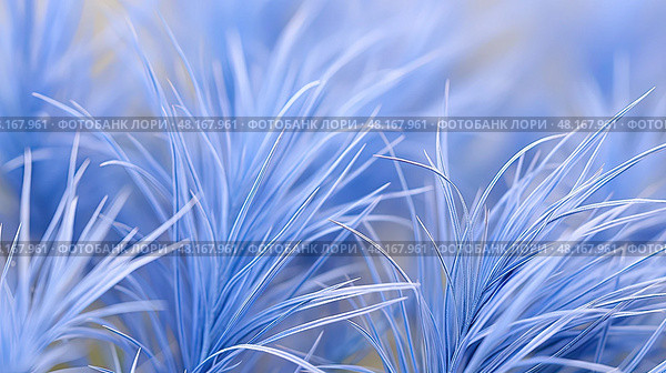 vibrant blue fescue ai generated. Стоковое AI-изображение, AI-художник Vectorwin / Фотобанк Лори