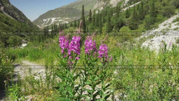 Vibrant fireweed flowers move in the wind amid a mountainous landscape with green vegetation rocky terrain, tall conifers and a curving road, highlighting natures resilience and ecological diversity. Стоковое видео, видеограф Андрей Ка / Фотобанк Лори