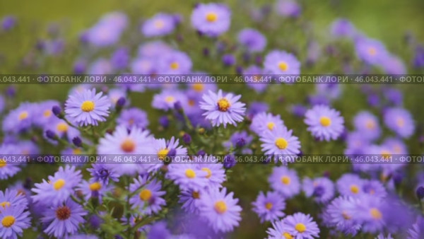 Vibrant purple asters with golden centers flourishing among green foliage, embodying summer garden's radiant natural beauty. Стоковое видео, видеограф Mikhail Davidovich / Фотобанк Лори