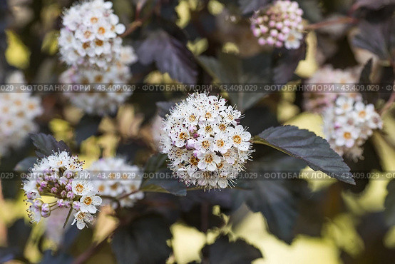 Viburnum pemphigus (Physocarpus opulifolius). A shrub blooming with small white flowers. Стоковое фото, фотограф Photojuli / Фотобанк Лори