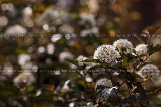 Viburnum pemphigus (Physocarpus opulifolius). A shrub blooming with small white flowers. Стоковое фото, фотограф Photojuli / Фотобанк Лори
