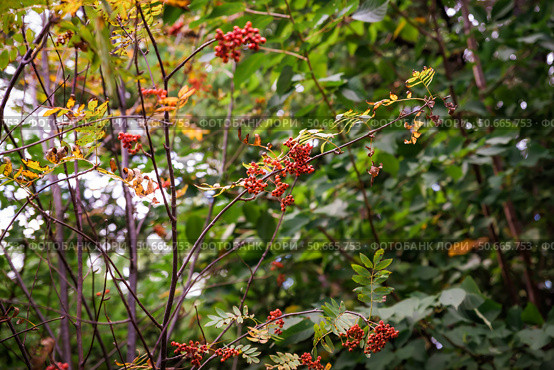 Viburnum sargentii, known as Sargent's viburnum, displays vibrant red berries and striking red foliage in autumn, enhancing the fall landscape. Стоковое фото, фотограф Татьяна Терехина / Фотобанк Лори