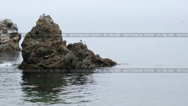 Вид на скалу в море и летающих чаек туманным утром. Стоковое видео, видеограф Эльвира  Трощенкова / Фотобанк Лори