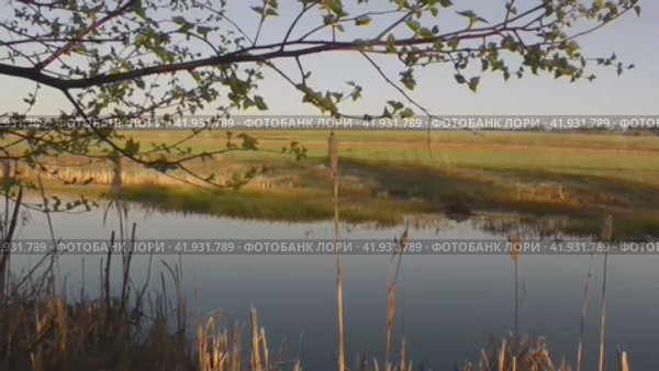 Вид пруда, где водятся ондатры и бобры. Стоковое видео, видеограф Владимир Чинин / Фотобанк Лори