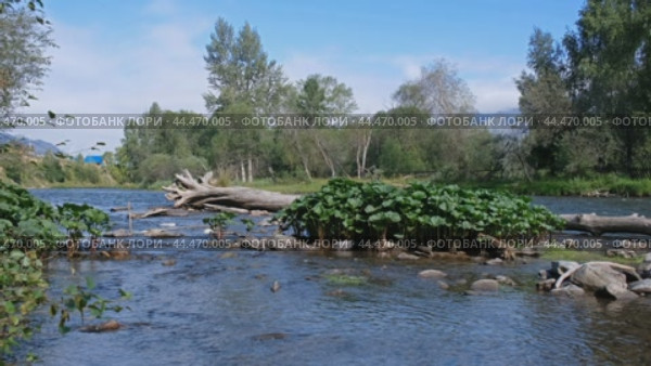 Видео белокопытника в реке Урсул на Алтае / Video of Petasites radiatus thickets in the Ursul River in Altai. Стоковое видео, видеограф Сергей Пристяжнюк (Serg Zastavkin) / Фотобанк Лори