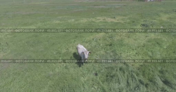 Video from a drone, meadows, clearing, cows, herd of cows, summer, sun. Стоковое видео, видеограф Опока Алексей / Фотобанк Лори