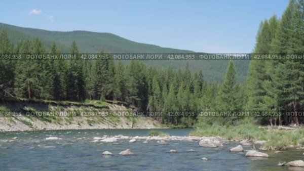 Video of Altai river Bashkaus. On the river banks there is siberian larch taiga forest. Стоковое видео, видеограф Сергей Пристяжнюк (Serg Zastavkin) / Фотобанк Лори