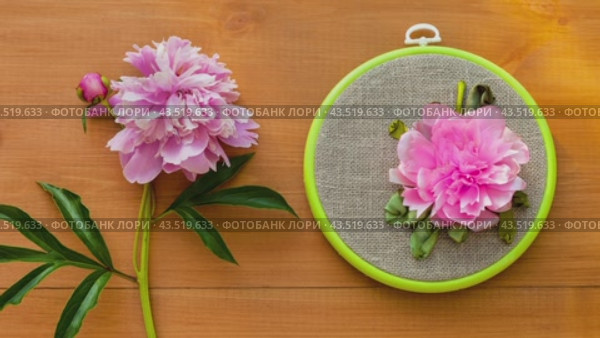 Video of floral hand embroidery with satin ribbons of pink peony flower in hoops on wooden background. Crafts and embroidery as hobby and leisure. Flat lay, top view, close-up. Стоковое видео, видеограф Виктория Катьянова / Фотобанк Лори