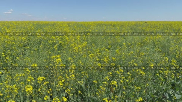 Video of rural endless yellow field with blooming rapeseed (Lat. Brassica napus) on sunny day. Family cruciferou (Brassicaceae). Agricultural background. Concept of growing oilseed crops. Стоковое видео, видеограф Виктория Катьянова / Фотобанк Лори