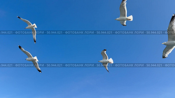 Video of seagulls flying over the sea with their wings spread against the blue cloudless sky on a sunny summer day. Free birds in their habitat. Natural sky background. Стоковое видео, видеограф Виктория Катьянова / Фотобанк Лори