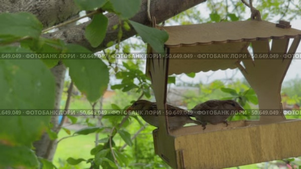 Video of two cute sparrows pecking crumbs from a wooden bird feeder on a tree on a summer day. (Lat. Passer domesticus). Bird care concept. Natural background. Стоковое видео, видеограф Виктория Катьянова / Фотобанк Лори