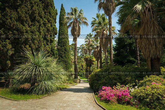 View of the alley with palm trees in the Upper Park of the Sochi Arboretum, Sochi, Krasnodar Territory, Russia. Стоковое фото, фотограф Ula Ulachka / Фотобанк Лори