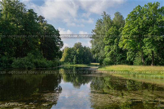 View of the Central Rosovopavilionny pond in the landscape part of the Pavlovsky Park Parade Field on a sunny summer day, Pavlovsk, St. Petersburg, Russia. Стоковое фото, фотограф Ula Ulachka / Фотобанк Лори
