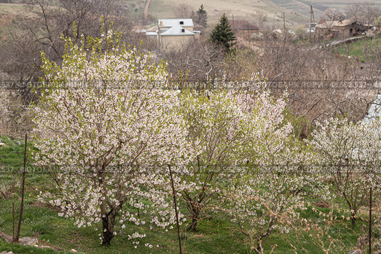 View of the village in Armenia in the spring. Kotayk region. Стоковое фото, фотограф Evgenia Shevardina / Фотобанк Лори