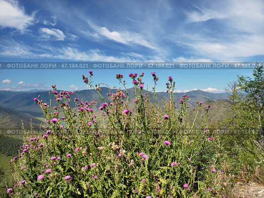 View on Altai valley from mountain pass Chike-Taman. Cirsium bushes are on foreground. Стоковое фото, фотограф Сергей Пристяжнюк (Serg Zastavkin) / Фотобанк Лори