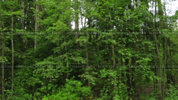 View through side window of car auto in motion on road. Highway along green forest and trees in summer. Tourism and travel, journey trip concept. Beautiful nature and landscape. Car speeding on road. Стоковое видео, видеограф Марина Демидюк / Фотобанк Лори