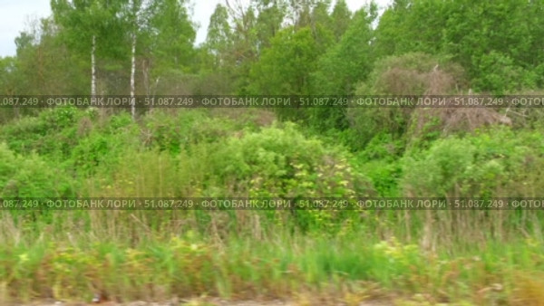 View through side window of car auto in motion on road. Highway along green forest and trees in summer. Tourism and travel, journey trip concept. Beautiful nature and landscape. Car speeding on road. Стоковое видео, видеограф Марина Демидюк / Фотобанк Лори