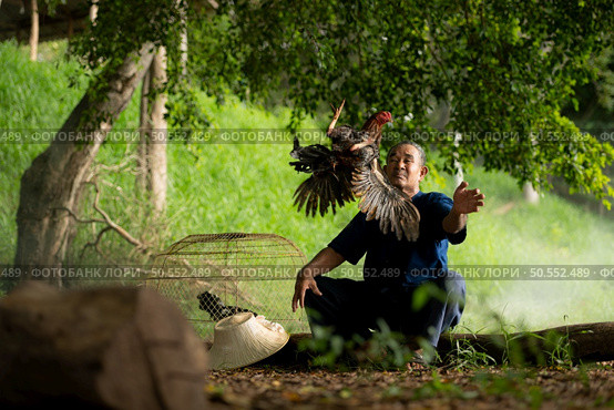 Villagers in rural Thailand are raising fighting cocks to compete in cockfighting, a native sport. Стоковое фото, агентство Ingram Publishing / Фотобанк Лори