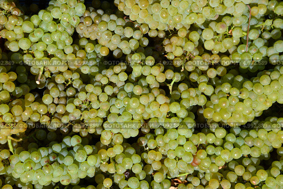 Виноград (технический) сорта Pinot Blanc (Пино Блан) ,фон, виноградники Абрау Дюрсо, Новороссийск. Стоковое фото, фотограф Игорь Архипов / Фотобанк Лори