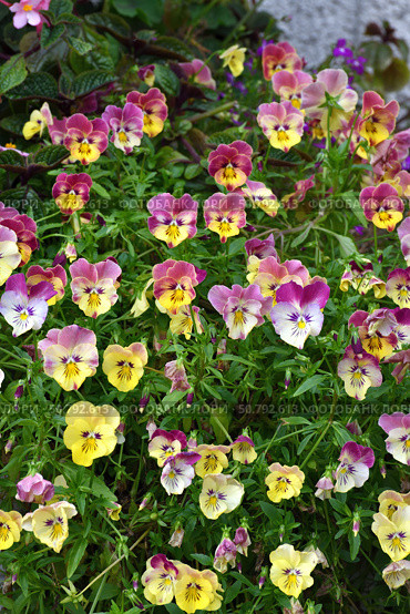 Viola cornuta - It is a perennial herbaceous plant of the violet family. Стоковое фото, фотограф Володина Ольга / Фотобанк Лори