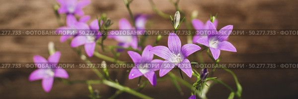 Violet blue flowers bell Campanula persicifolia, peach-leaved bellflower, on a bright green nature background. Web banner. Стоковое фото, фотограф Марина Демидюк / Фотобанк Лори