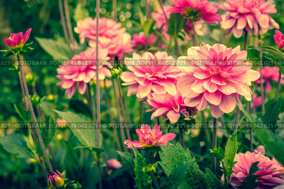 Violet Dahlia flowers in a garden at summertime. Стоковое фото, агентство Ingram Publishing / Фотобанк Лори