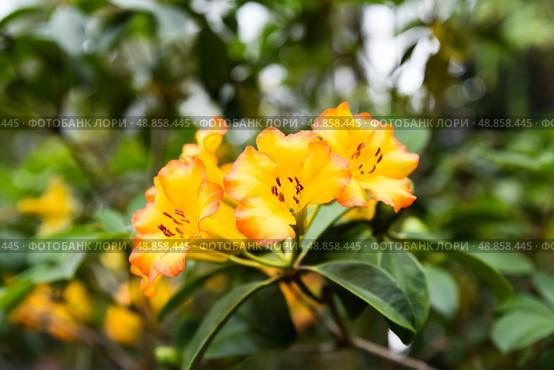 Vivid orange flowers of Rhododendron zoelleri in bloom, native to tropical regions, from the Ericaceae family, lush and ornamental garden plant. Стоковое фото, фотограф Татьяна Терехина / Фотобанк Лори