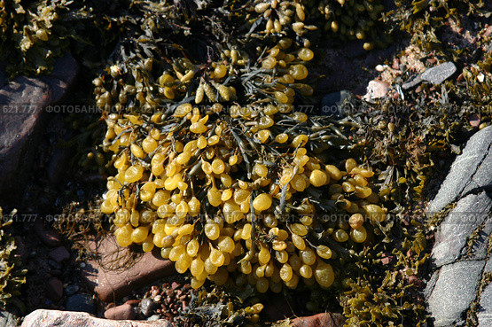 Водоросли фукусы (Fucus vesiculosus_ на прибрежных камнях, отлив. Стоковое фото, фотограф Наталия Шевченко / Фотобанк Лори