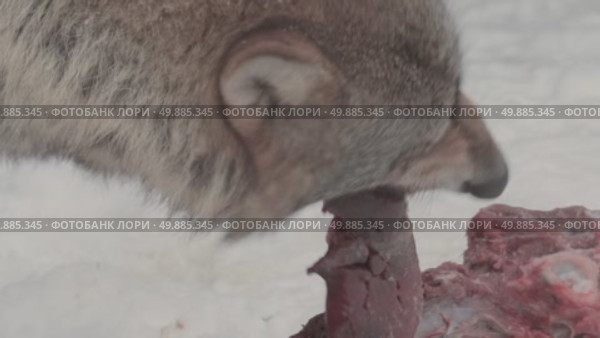Волк серый, животное грызёт мясо, звери разрывают добычу, Canis lupus. Стоковое видео, видеограф Дмитрий Якубович / Фотобанк Лори