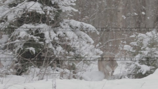 Волк серый животные бегают по снегу в зимнем лесу, Canis lupus. Стоковое видео, видеограф Дмитрий Якубович / Фотобанк Лори