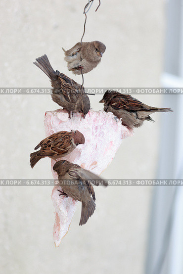 Воробей домовый, Passer domesticus, House Sparrow. Стоковое фото, фотограф Василий Вишневский / Фотобанк Лори