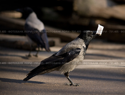 Ворона серая, Corvus cornix, Hooded. Стоковое фото, фотограф Василий Вишневский / Фотобанк Лори