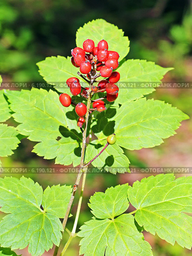 Воронец красноплодный (Actaea erythrocarpa). Дикорастущие растения Сибири. Стоковое фото, фотограф Евгений Мухортов / Фотобанк Лори