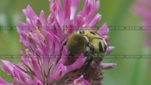 Восковик перевязанный или пестряк полосатый Trichius fasciatus. Стоковое видео, видеограф Александр Мамонтов / Фотобанк Лори