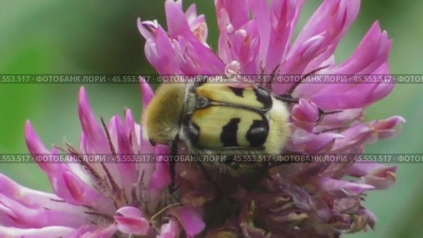 Восковик перевязанный или пестряк полосатый Trichius fasciatus. Стоковое видео, видеограф Александр Мамонтов / Фотобанк Лори